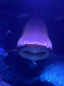 すみだ水族館に投稿された画像（2020/11/8）