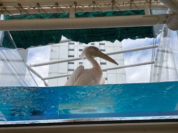 サンシャイン水族館に投稿された画像（2020/11/8）