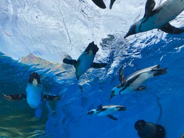 サンシャイン水族館に投稿された画像（2020/11/8）