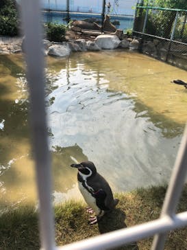 天王寺動物園に投稿された画像（2020/11/8）