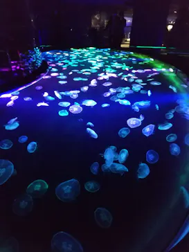 すみだ水族館に投稿された画像（2020/11/8）