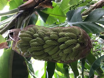 熱川バナナワニ園に投稿された画像（2020/11/8）