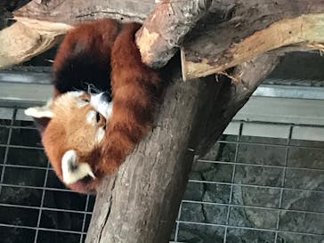 熱川バナナワニ園に投稿された画像（2020/11/8）