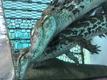 熱川バナナワニ園に投稿された画像（2020/11/8）