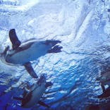 サンシャイン水族館に投稿された画像（2020/11/8）