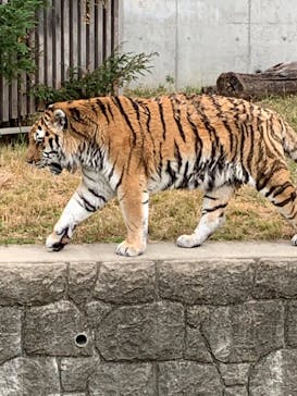 天王寺動物園に投稿された画像（2020/11/8）