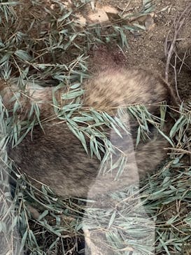 天王寺動物園に投稿された画像（2020/11/8）