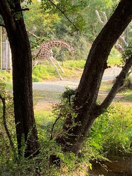 天王寺動物園に投稿された画像（2020/11/8）