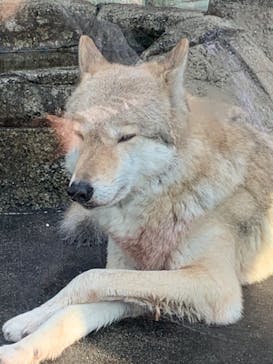 天王寺動物園に投稿された画像（2020/11/8）