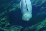 仙台うみの杜水族館に投稿された画像（2020/11/8）