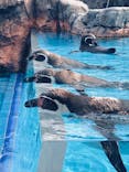 鳥羽水族館に投稿された画像（2020/11/8）