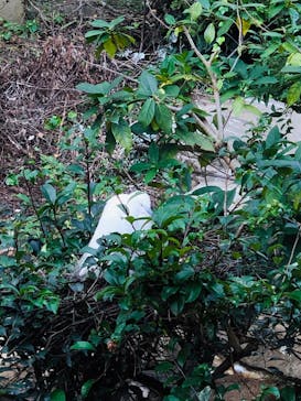 天王寺動物園に投稿された画像（2020/11/8）