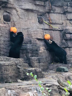 天王寺動物園に投稿された画像（2020/11/8）