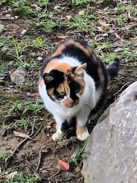 今帰仁城跡に投稿された画像（2020/11/8）