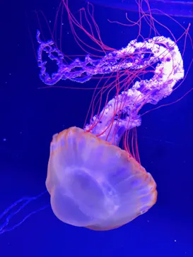 すみだ水族館に投稿された画像（2020/11/8）