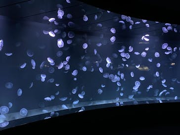 サンシャイン水族館に投稿された画像（2020/11/8）