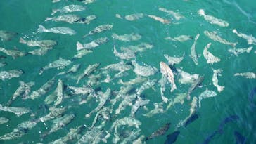 串本海中公園水族館に投稿された画像（2020/11/8）