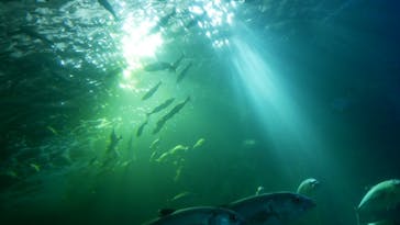 串本海中公園水族館に投稿された画像（2020/11/8）