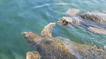 串本海中公園水族館に投稿された画像（2020/11/8）