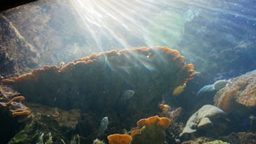 串本海中公園水族館に投稿された画像（2020/11/8）