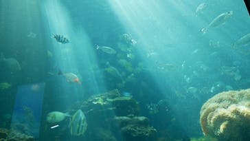 串本海中公園水族館に投稿された画像（2020/11/8）