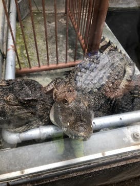 熱川バナナワニ園に投稿された画像（2020/11/8）