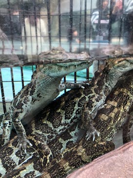 熱川バナナワニ園に投稿された画像（2020/11/8）