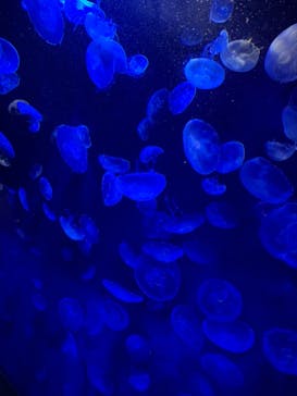 サンシャイン水族館に投稿された画像（2020/11/8）