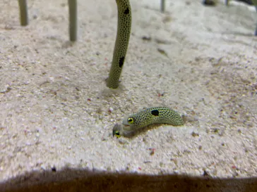 すみだ水族館に投稿された画像（2020/11/8）