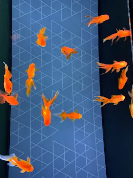 すみだ水族館に投稿された画像（2020/11/8）