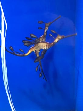 サンシャイン水族館に投稿された画像（2020/11/8）