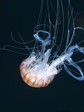 サンシャイン水族館に投稿された画像（2020/11/8）