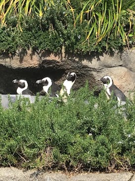 サンシャイン水族館に投稿された画像（2020/11/8）