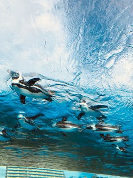 サンシャイン水族館に投稿された画像（2020/11/8）