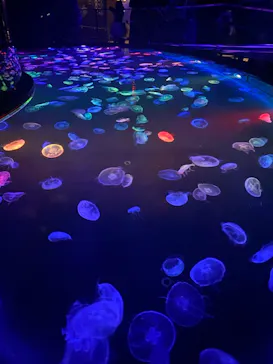 すみだ水族館に投稿された画像（2020/11/8）