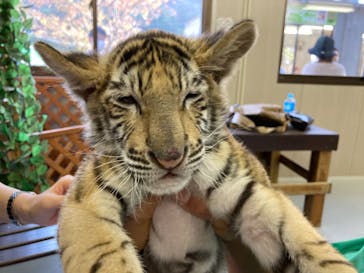 しろとり動物園に投稿された画像（2020/11/8）