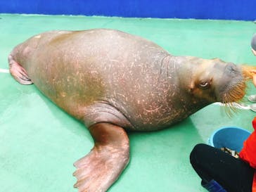 ゼロ距離水族館 伊勢シーパラダイスに投稿された画像（2020/11/8）