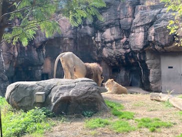 天王寺動物園に投稿された画像（2020/11/8）