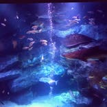 すみだ水族館に投稿された画像（2020/11/8）