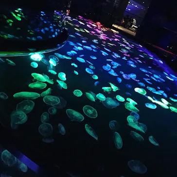 すみだ水族館に投稿された画像（2020/11/8）