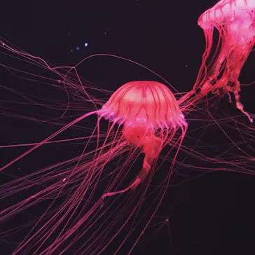 すみだ水族館に投稿された画像（2020/11/8）