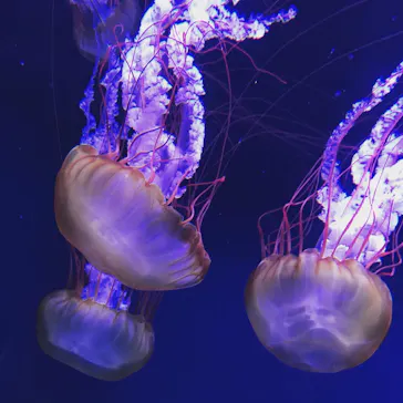 すみだ水族館に投稿された画像（2020/11/8）