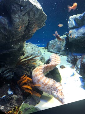 サンシャイン水族館に投稿された画像（2020/11/8）