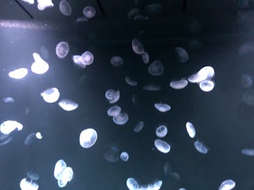 サンシャイン水族館に投稿された画像（2020/11/8）