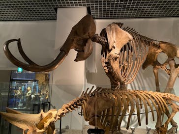 国立科学博物館に投稿された画像（2020/11/8）