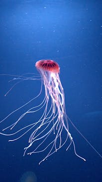 サンシャイン水族館に投稿された画像（2020/11/8）