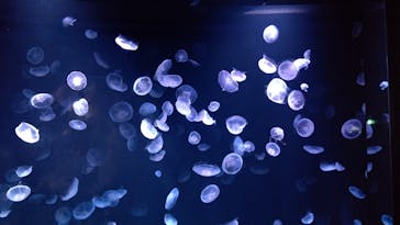 サンシャイン水族館に投稿された画像（2020/11/8）