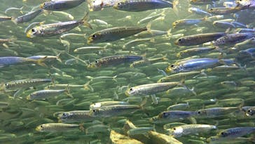 サンシャイン水族館に投稿された画像（2020/11/8）