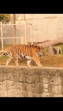 天王寺動物園に投稿された画像（2020/11/8）
