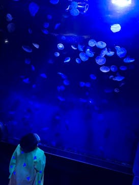 サンシャイン水族館に投稿された画像（2020/11/9）